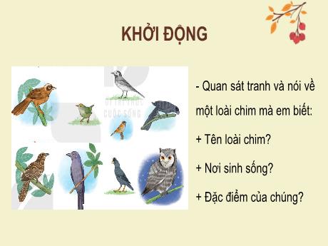 Bài giảng Tiếng Việt Lớp 2 (Đọc) Sách Kết nối tri thức - Bài 9: Vè chim (Tiết 1+2) - Năm học 2024-2025