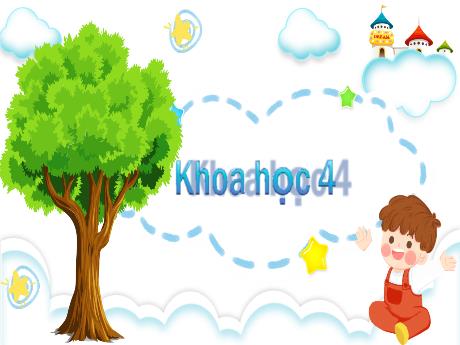 Bài giảng môn Khoa học Lớp 4 - Bài 61: Trao đổi chất ở thực vật