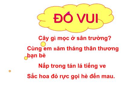 Bài giảng Tiếng Việt 4 (Tập đọc) - Tuần 23, Bài: Hoa học trò - Nguyễn Thị Bích Thủy