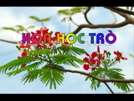 Bài giảng Tiếng Việt Lớp 4 (Tập đọc) - Tuần 23, Bài: Hoa học trò - Nguyễn Thị Bích Thủy
